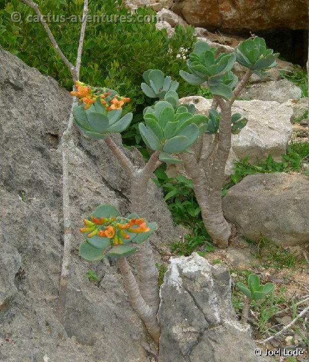 Kalanchoe robusta Wadi Zerig P1030153